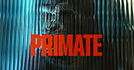 Primate