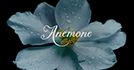 Anemone